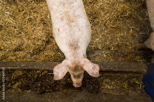 Pig overhead