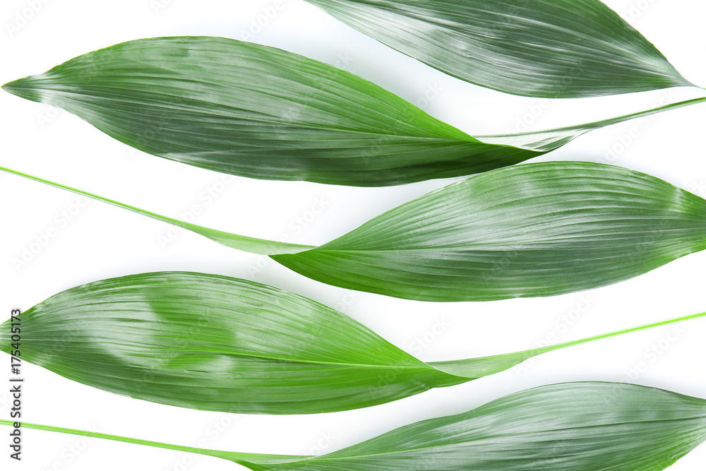 Obraz premium Green leaves on white background