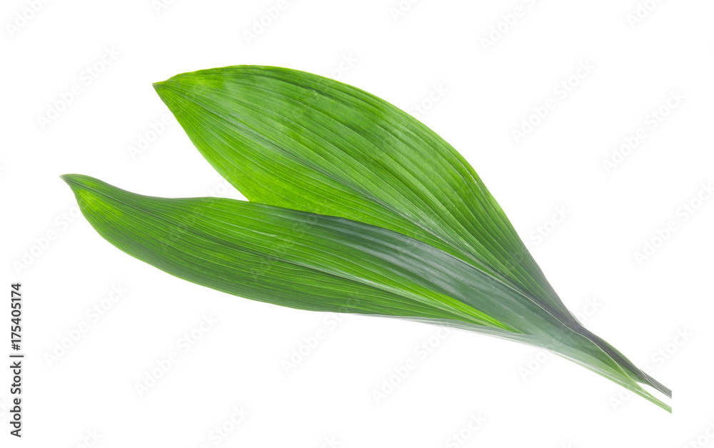 Obraz premium Green leaves on white background
