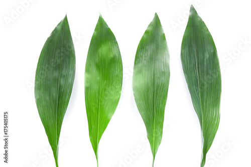 Green leaves on white background photo