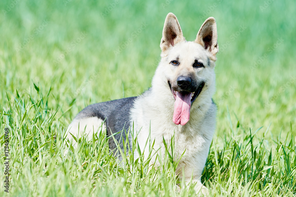 east european purebred shepherd dog in field east european purebred shepherd dog in field