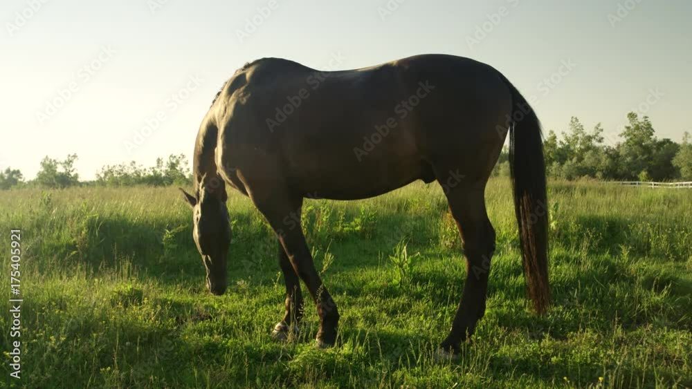 SLOW MOTION Beautiful dark stallion on sunny pasture field grazing fresh meadow. Big black horse eating grass in sunny summer evening on countryside ranch. Gorgeous mighty horse on pasturage in nature SLOW MOTION Beautiful dark stallion on sunny pasture field grazing fresh meadow. Big black horse eating grass in sunny summer evening on countryside ranch. Gorgeous mighty horse on pasturage in nature