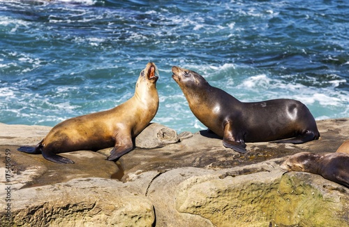 Seal Animals Play on Rock near famous La Jolla Cove north of San Diego  California