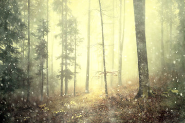 Poster Sprookjeswereld Mistig herfstbos met regen en kleuren  © robsonphoto
