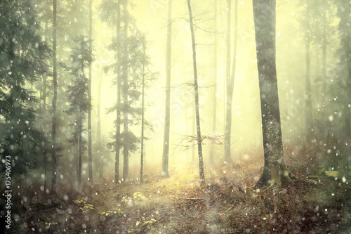 Magical autumn colored foggy forest fairytale with rainfall. Color filter effect used.