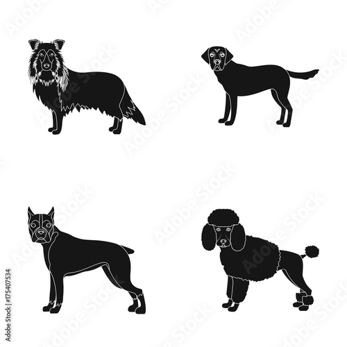 Dog, laika, beagle and other web icon in black style.Poodle, animal, ears icons in set collection.