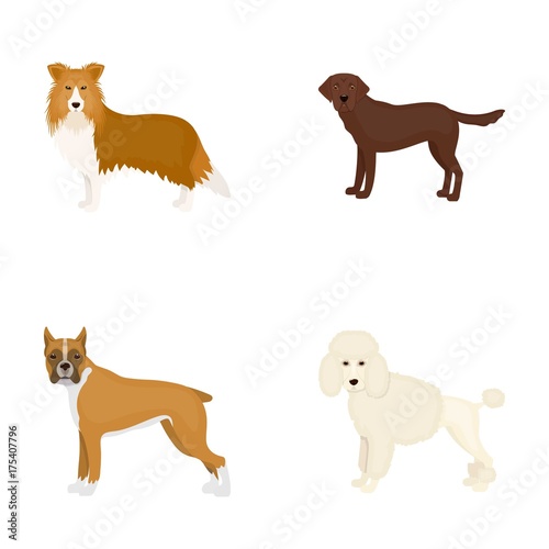 Dog, laika, beagle and other web icon in cartoon style.Poodle, animal, ears icons in set collection.