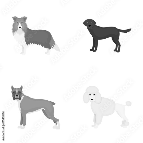 Dog, laika, beagle and other web icon in monochrome style.Poodle, animal, ears icons in set collection.