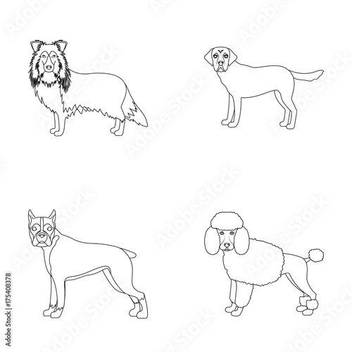 Dog, laika, beagle and other web icon in outline style.Poodle, animal, ears icons in set collection.