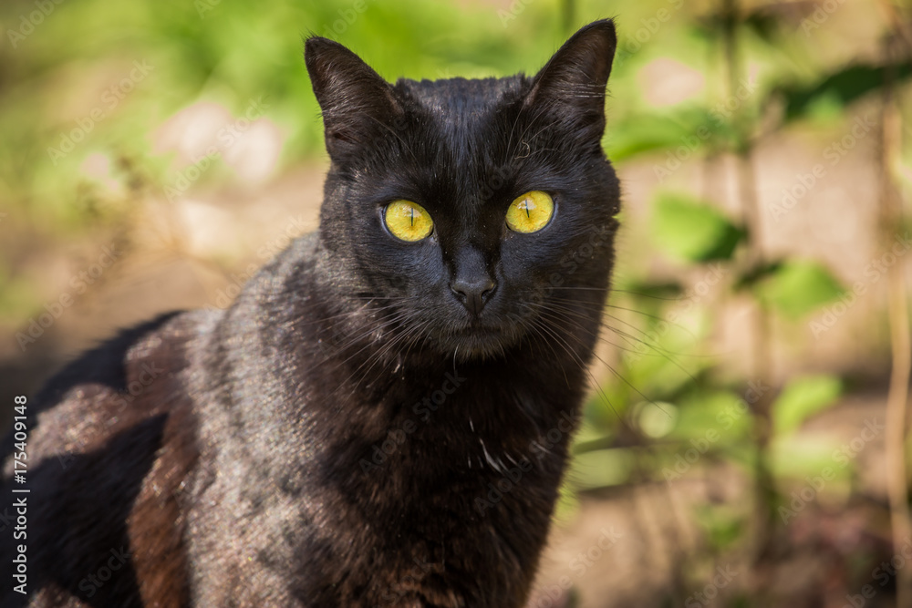 Beautiful cute black cat portrait with yellow eyes in green grass in nature in sunlight closeup Beautiful cute black cat portrait with yellow eyes in green grass in nature in sunlight closeup