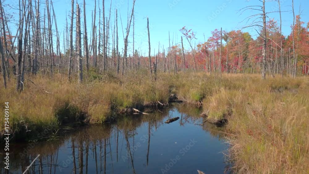 Beautiful wetland landscape covered with colorful fall foliage autumn forest, tall dry grass and dead tree trunks in wilderness. Water surface in mud pond reflecting clear blue sky in sunny marshland Beautiful wetland landscape covered with colorful fall foliage autumn forest, tall dry grass and dead tree trunks in wilderness. Water surface in mud pond reflecting clear blue sky in sunny marshland