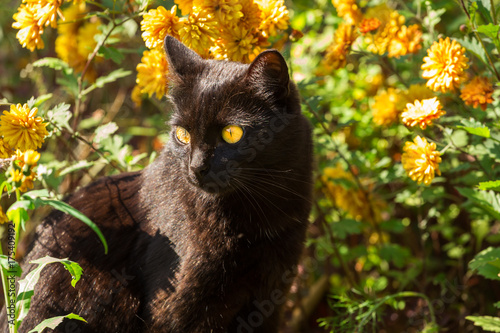 Beautiful cute black cat portrait with yellow eyes in orange autumn flowers in nature © Viktor Iden