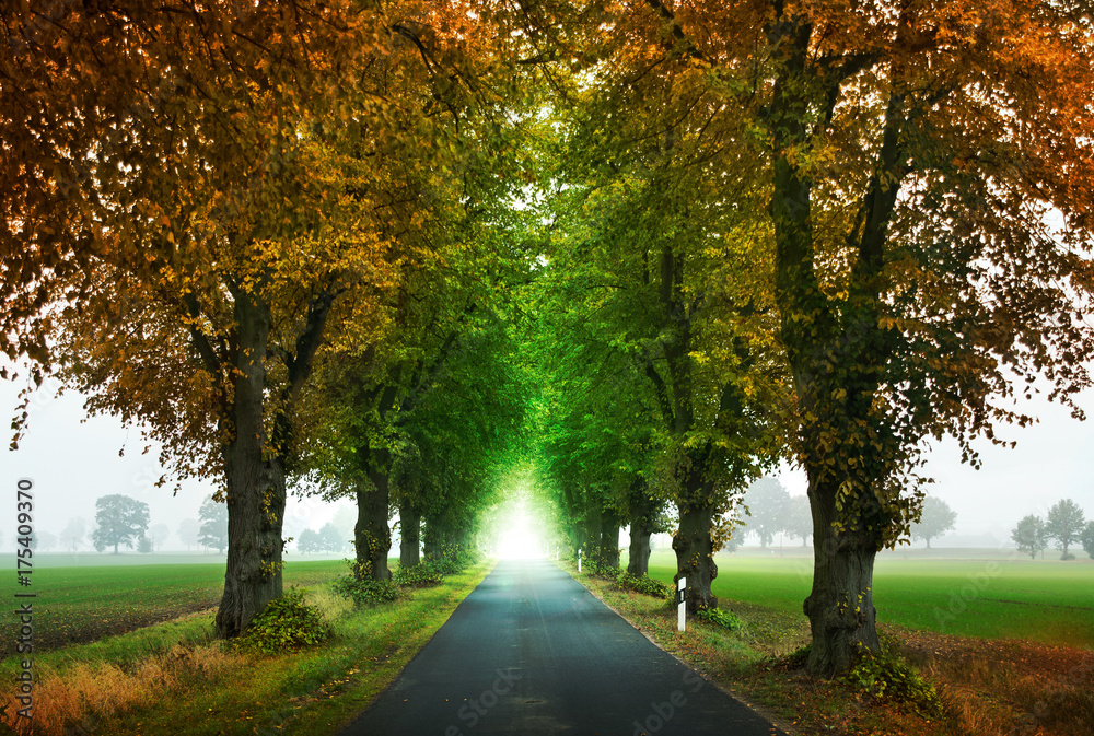 Fototapeta premium The road to success