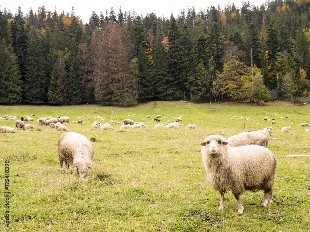 Sheep on the autumn pasture in the mountains Sheep on the autumn pasture in the mountains