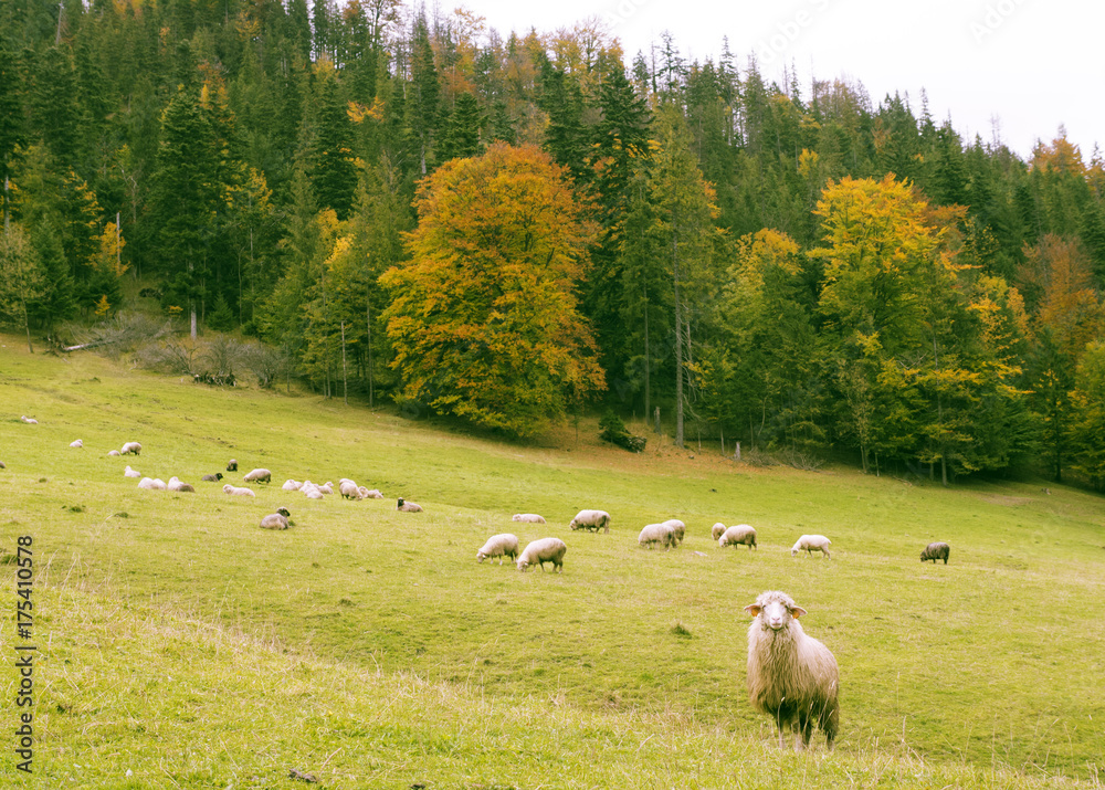 Sheep on the autumn pasture in the mountains Sheep on the autumn pasture in the mountains