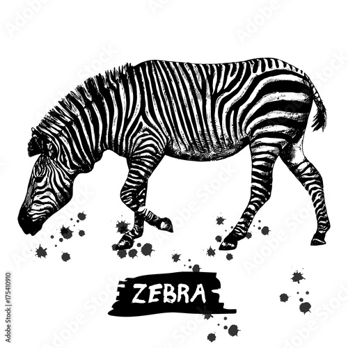 Hand drawn sketch of zebra. Vector illustration isolated on white background.
