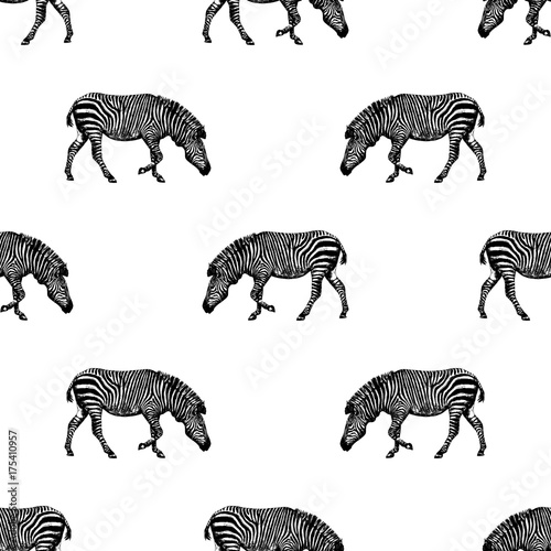 Seamless pattern of hand drawn sketch style zebra. Vector illustration isolated on white background.