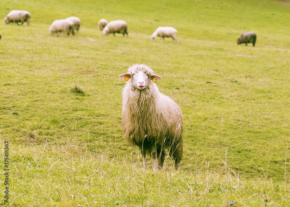 Sheep, makeup, fashion, wool, coat Sheep, makeup, fashion, wool, coat
