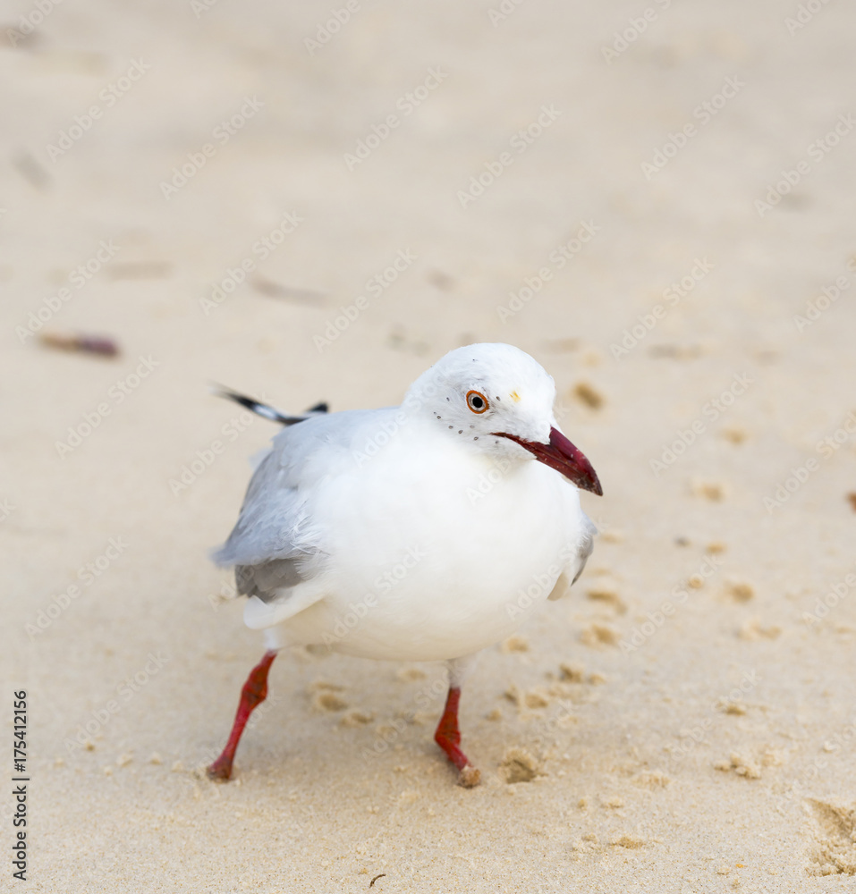 Seagulls On Beach Seagulls On Beach