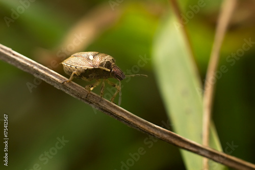 Bug on grass.