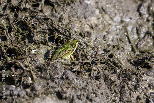 Green  frog  or common water Frog sitting in its habitat in mud near river or lake