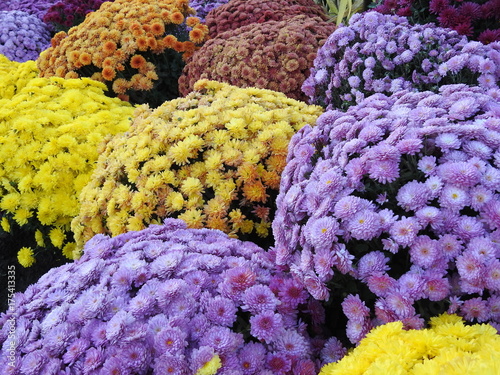 mums, mum, flowers, fall, plant, pink, purple, orange, yellow, garden, display