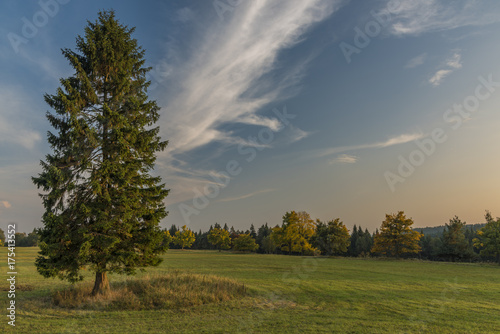 Spruce tree in evening in Slavkovsky les national park