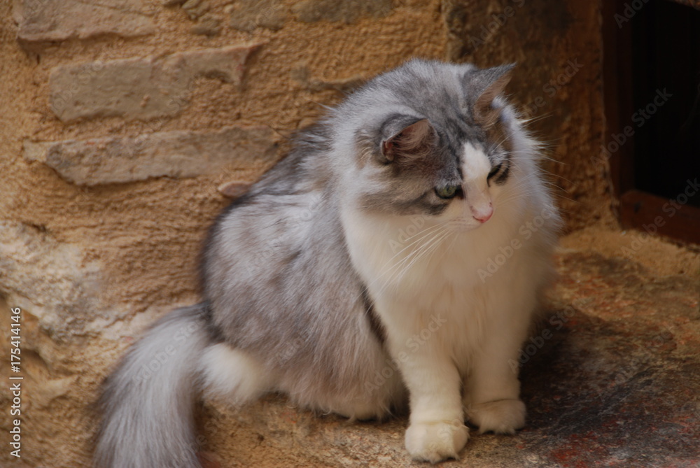 Cuadro en lienzo Gatto sofisticato