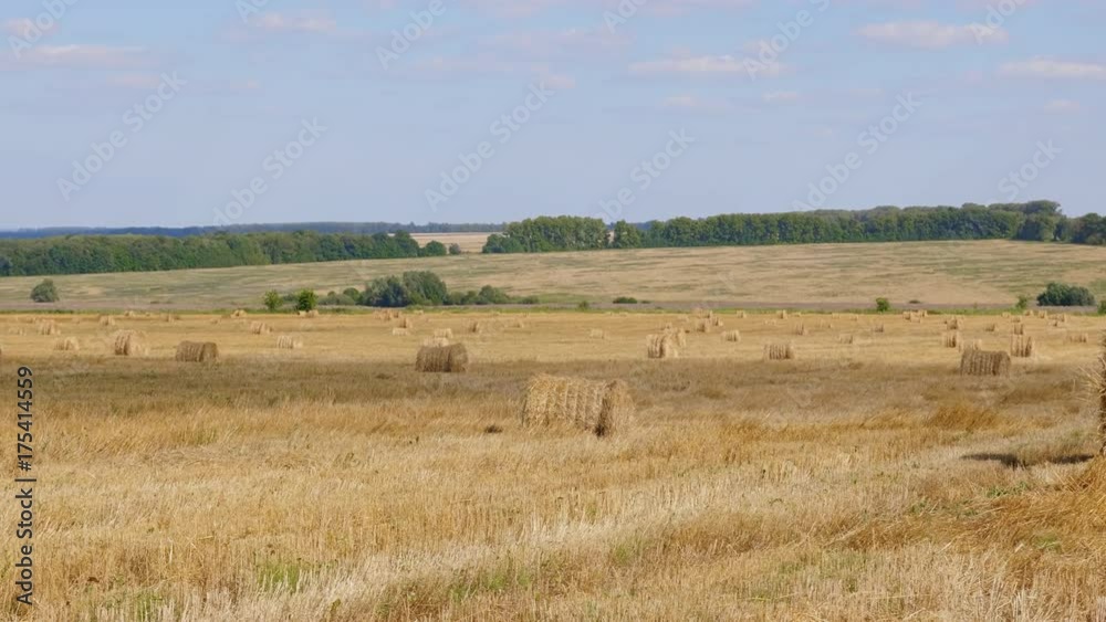 Fields of wheat at the end of summer fully ripe. Fields of wheat at the end of summer fully ripe.