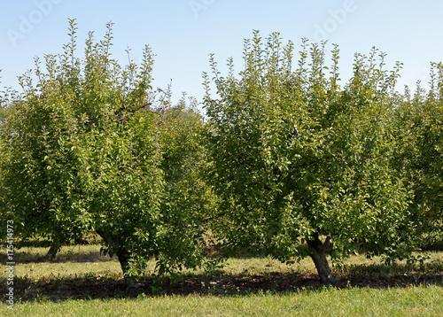 Dwarf apple trees at the edge of an orchard
