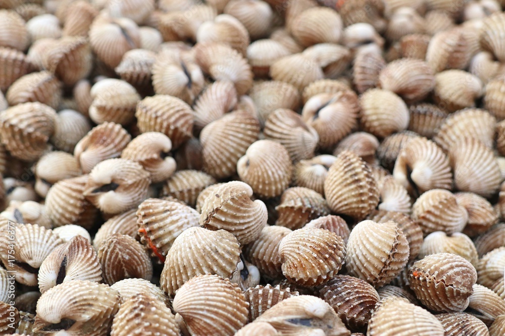 Cockles