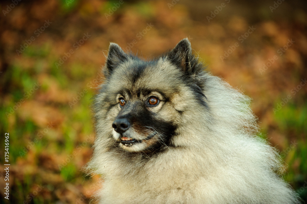Keeshond dog outdoor portrait in nature
