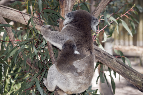 koala and her joey