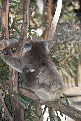 Fototapeta Naklejka Na Ścianę i Meble -  koala and her joey