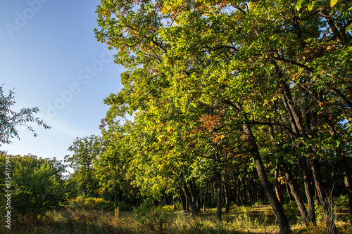 Beautiful autumn forest with yellow and red trees at sunset