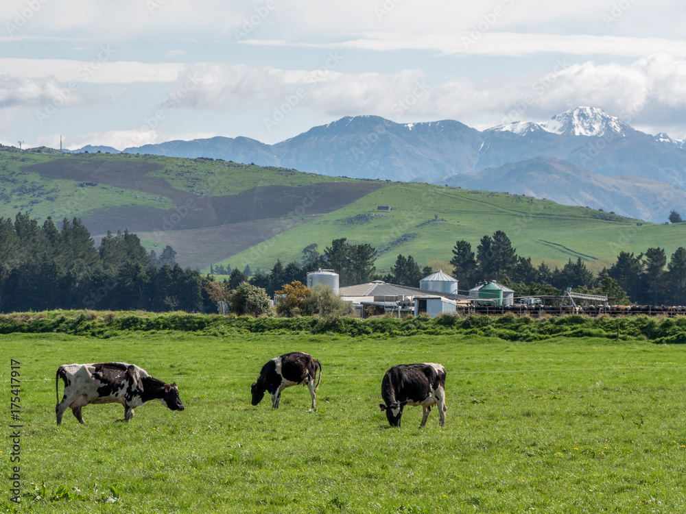 Dairy farm in New Zealand with snow clad mountains Dairy farm in New Zealand with snow clad mountains