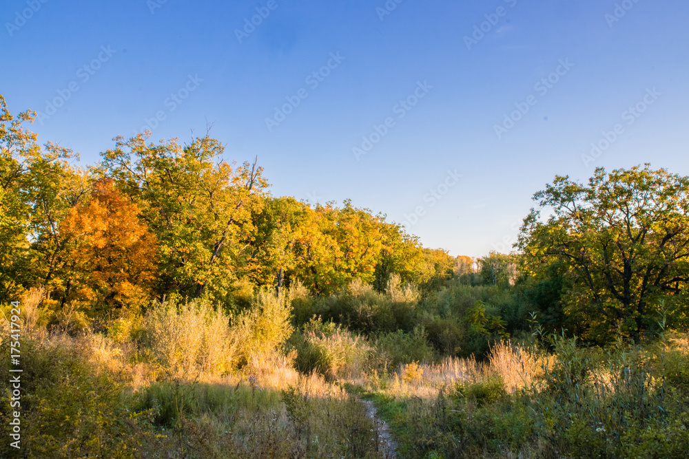 Fototapeta premium Beautiful autumn forest with yellow and red trees at sunset