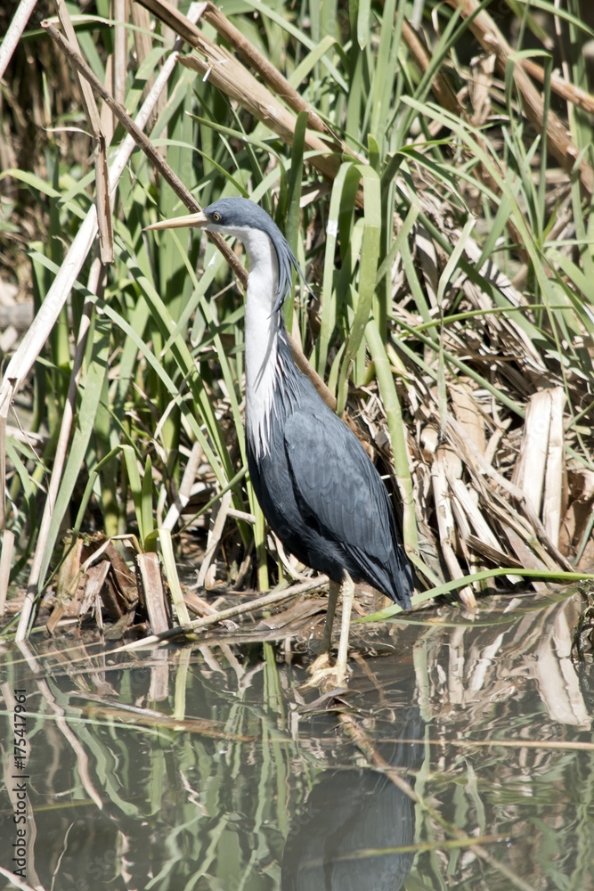 Fototapeta premium pied heron