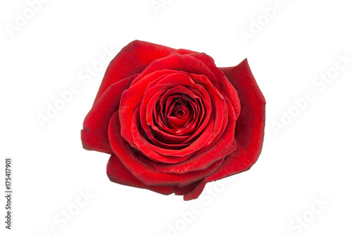 Closeup on a red sweethart rose isolated on white background. Top view.