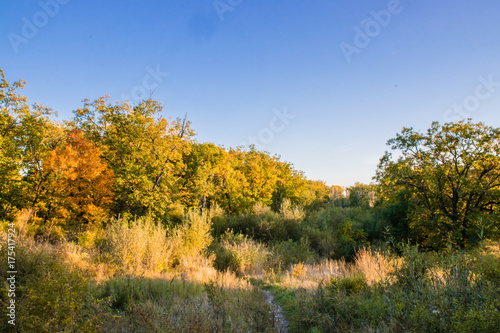 Beautiful autumn forest with yellow and red trees at sunset