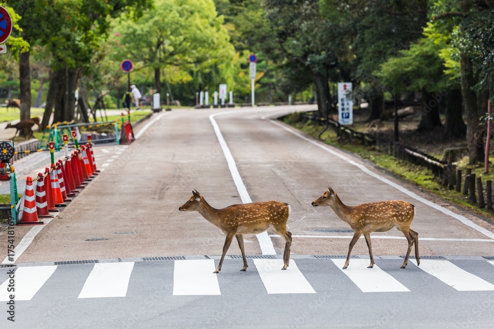 Obraz premium 奈良の鹿