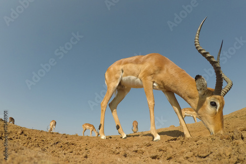 Impala antelope