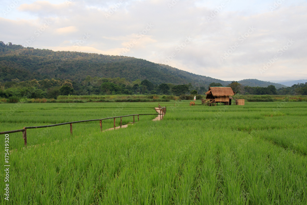 Obraz premium Greenish rice fields landscape and cottage with pathway to the field, Nature Background.
