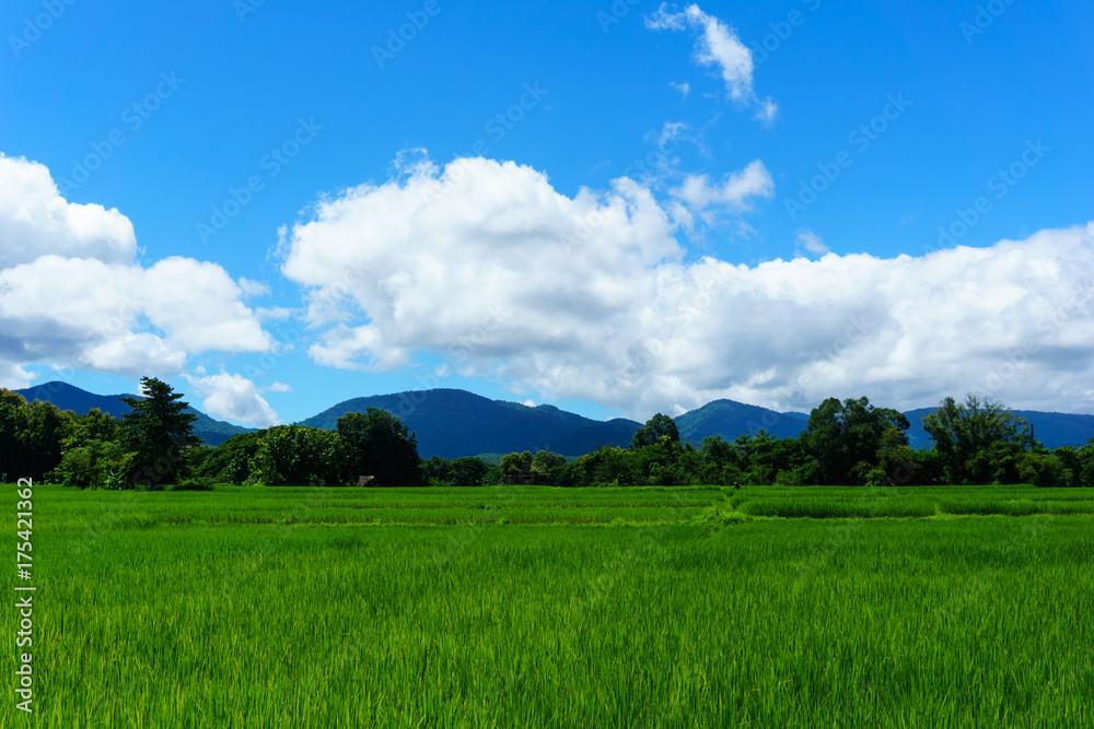 panorama landscape of rice paddy field with blue sky and cloud and tree background. panorama landscape of rice paddy field with blue sky and cloud and tree background.