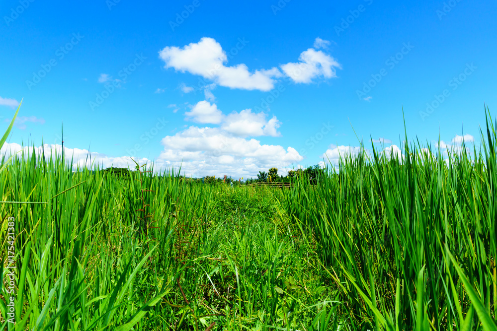 organic rice in the rural rice paddy fields at countryside of north region of thailand in sunny day of rainy season. organic agriculture and organic food concept.