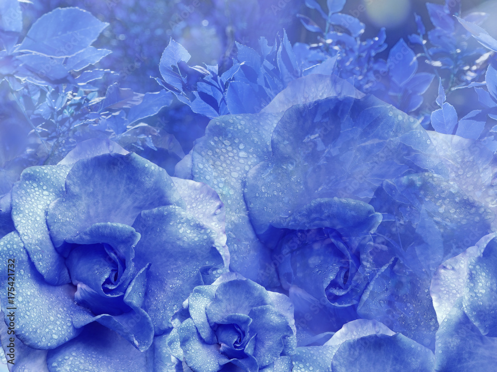 Floral Blue Background From Roses Flower Composition Flowers With Water Droplets On Petals Close Up Nature Stock Photo Adobe Stock Floral Blue Background From Roses Flower Composition Flowers With Water Droplets On Petals Close Up Nature Stock Photo Adobe Stock