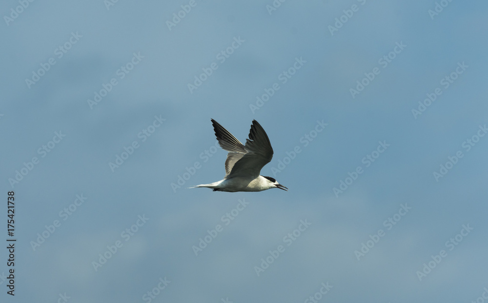 Obraz premium bird flying on the sky