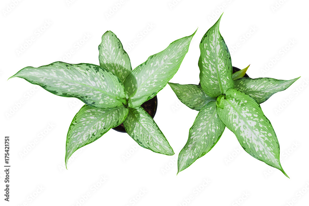 Top view of desk decoration plant in small pot isolated over white Top view of desk decoration plant in small pot isolated over white