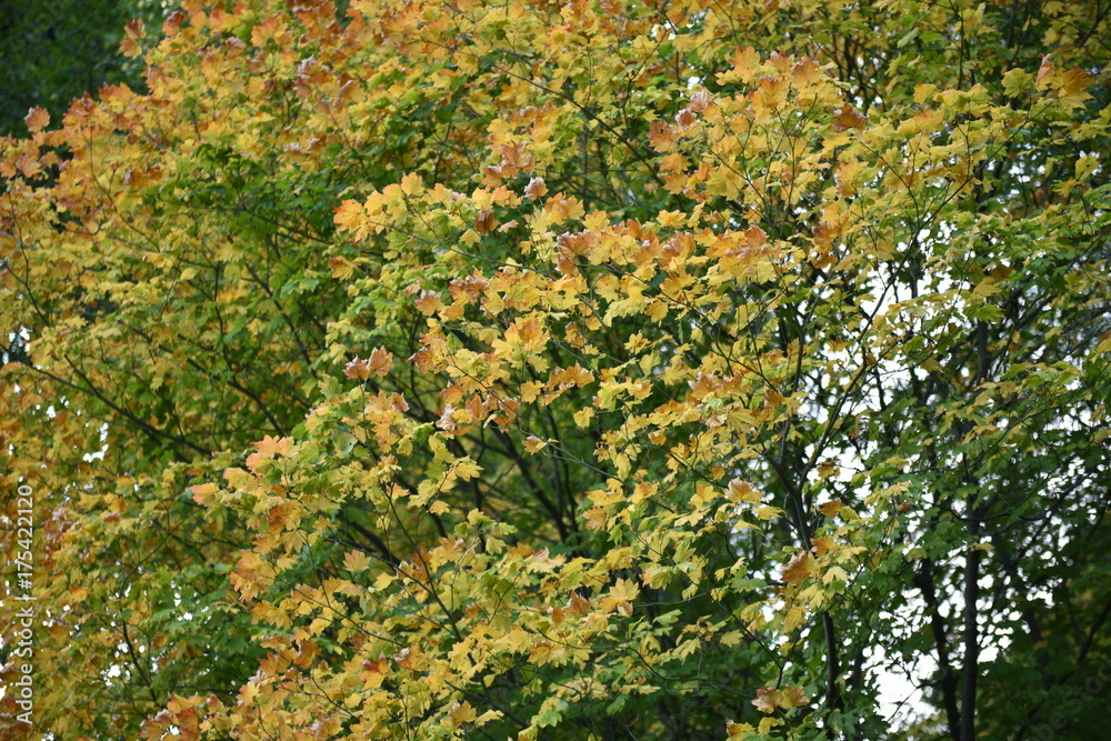 autumn autumn