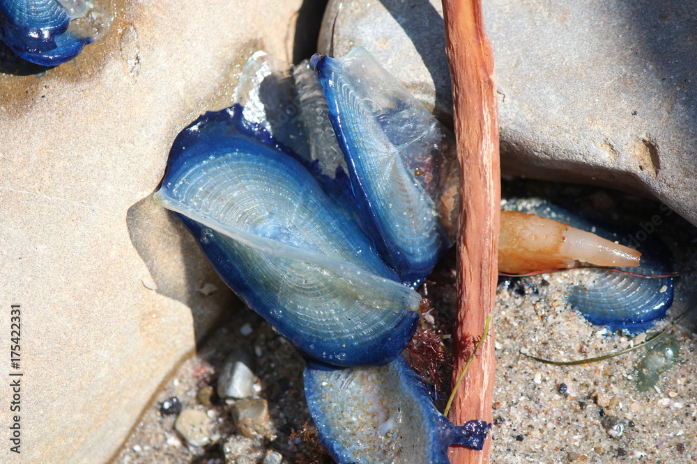 Obraz premium Ocean creatures on the shore of a beach in San Diego, CA